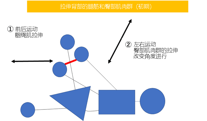 初学者拉伸图